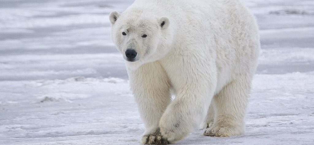 Ενοχλημένη πολική αρκούδα αρπάζει drone στον αέρα που την κατασκόπευε