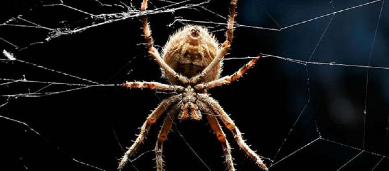 Ανατριχιαστικό: Γιγάντια αράχνη περπατάει σε τοίχο σπιτιού & σκορπίζει τον τρόμο (βίντεο)
