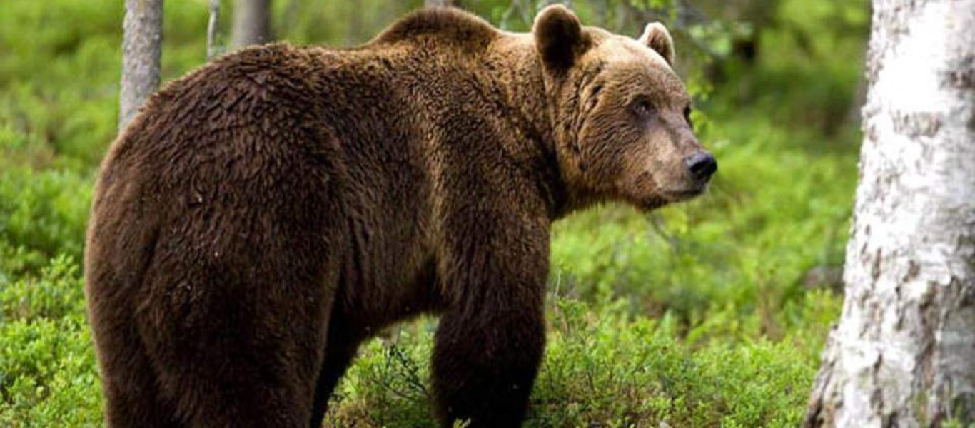 Ξεκαρδιστικό: Πεινασμένη αρκούδα μπούκαρε σε… γαμήλια δεξίωση! (βίντεο)