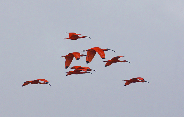 Εντυπωσιακές εικόνες από σπάνιο κατακόκκινο πελαργό (φωτο)