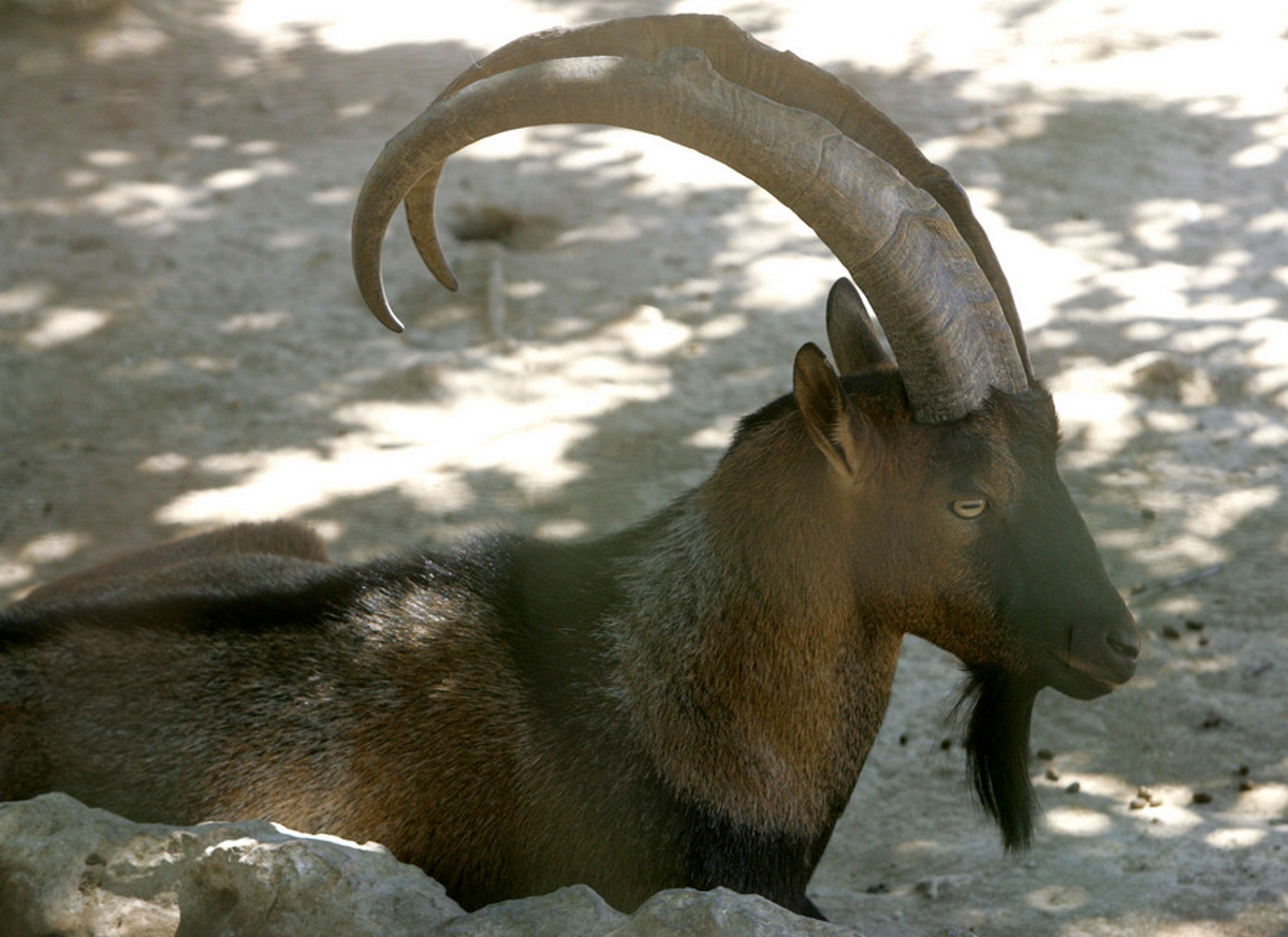 Χανιά: Σκότωσαν θηλυκό κρι κρι στον Εθνικό Δρυμό Σαμαριάς