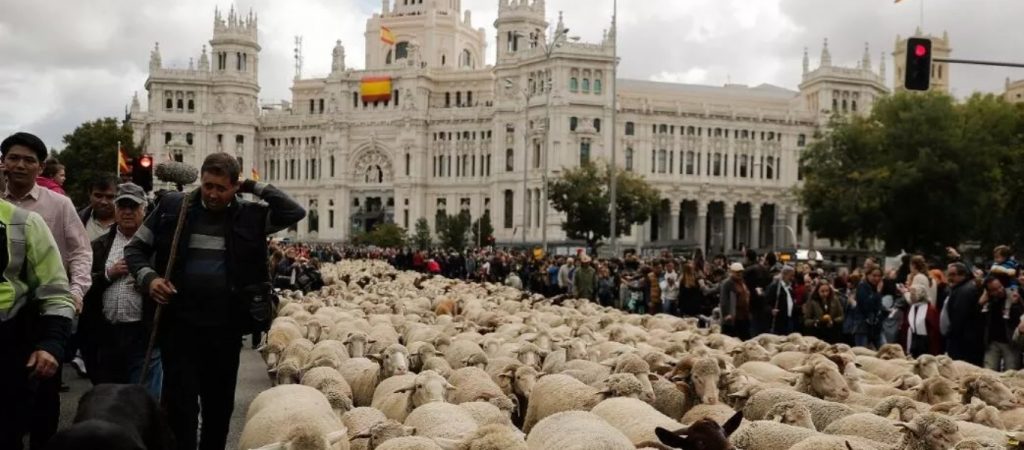 Ισπανία: Παρέλαση προβάτων στην Μαδρίτη – Κατέκλυσαν τους δρόμους