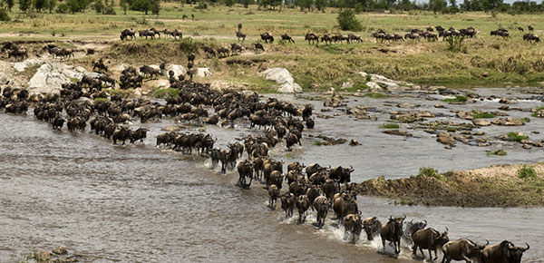 Η στιγμή που 1,5 εκατομμύριο άγρια ζώα διασχίζουν ποτάμι (βίντεο)