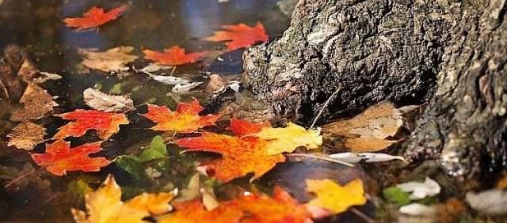 Το γνωρίζατε; – Γιατί ο Νοέμβριος ονομάζεται κρασομηνάς, Αρχαγγελίτης και Αγιομηνάς;