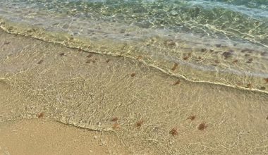 Χιλιάδες τσούχτρες γέμισαν τις παραλίες της Μυκόνου – Προβλήματα και σε άλλα νησιά των Κυκλάδων (φωτο)