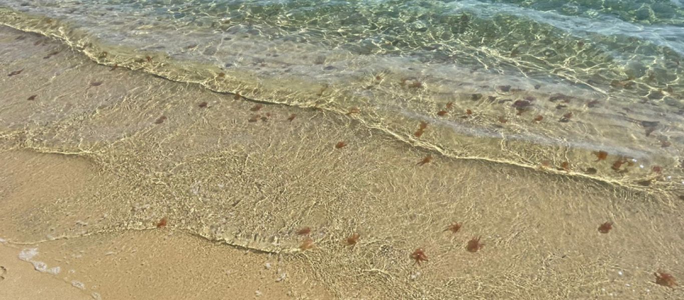 Χιλιάδες τσούχτρες γέμισαν τις παραλίες της Μυκόνου – Προβλήματα και σε άλλα νησιά των Κυκλάδων (φωτο)