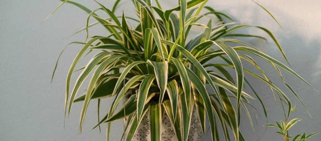 Προσοχή με αυτό το φυτό που υπάρχει σε όλα τα σπίτια – Προκαλεί τοξική δηλητηρίαση