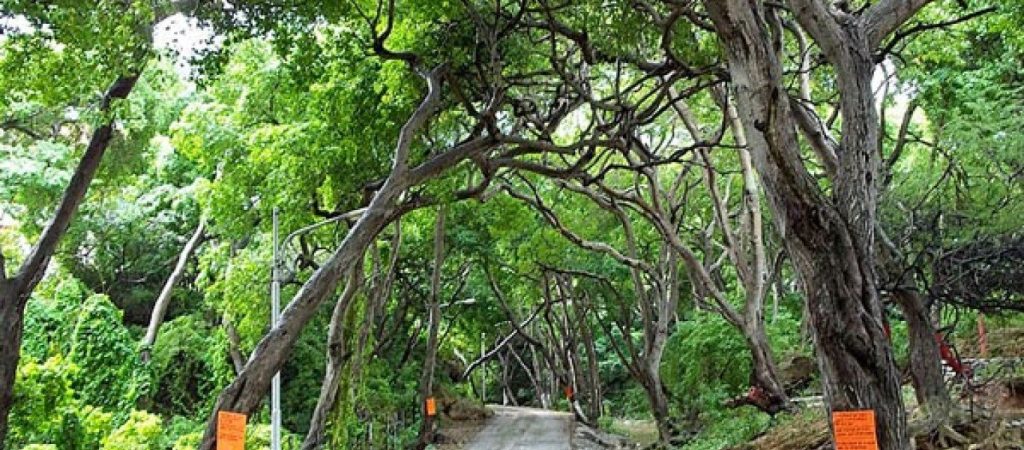 Αυτό είναι το πιο δηλητηριώδες δέντρο του κόσμου – Σε ποιες χώρες αναπτύσσεται;