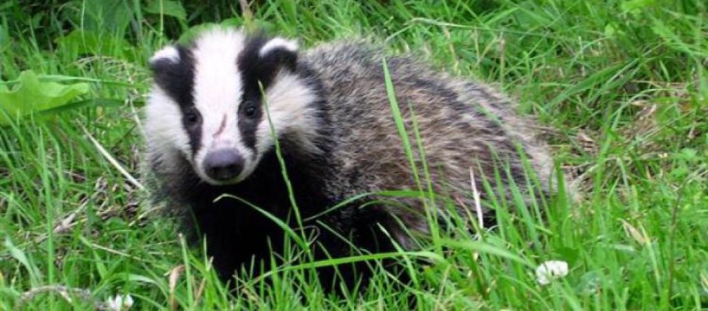 Φρίκη στην Κρήτη: Έδεσαν με σύρμα ασβό και τον άφησαν αιμόφυρτο στο δρόμο (βίντεο)
