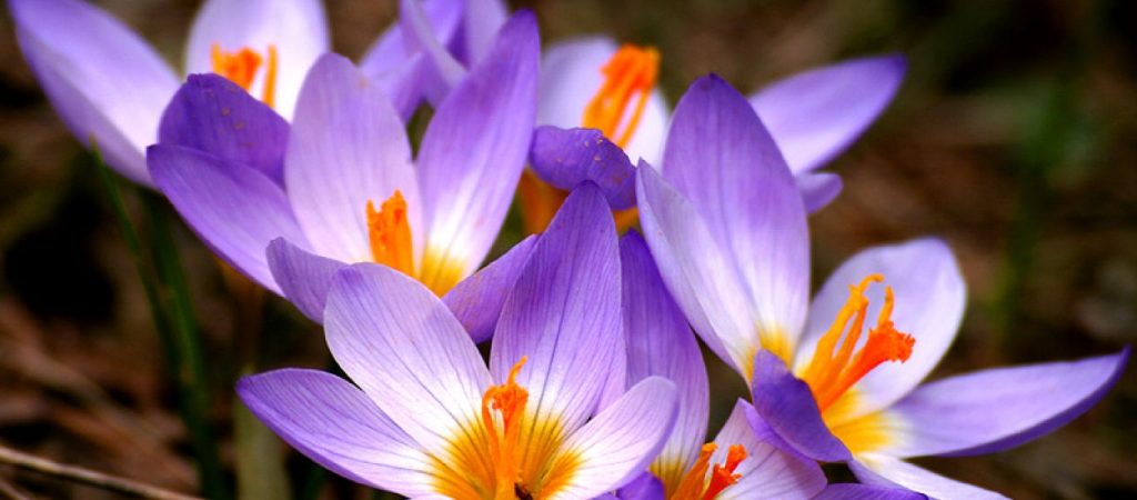 Καλύτερα να τα μυρίζεις παρά να τα αγοράζεις: Αυτά είναι τα δέκα πιο ακριβά λουλούδια στον κόσμο!