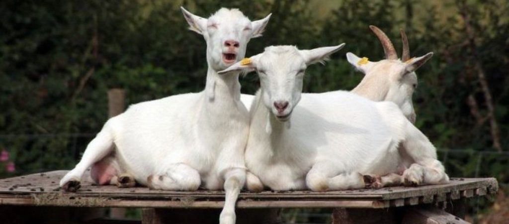 Εσύ ήξερες τον λόγο που η Google νοικιάζει… 200 κατσίκες κάθε χρόνο;