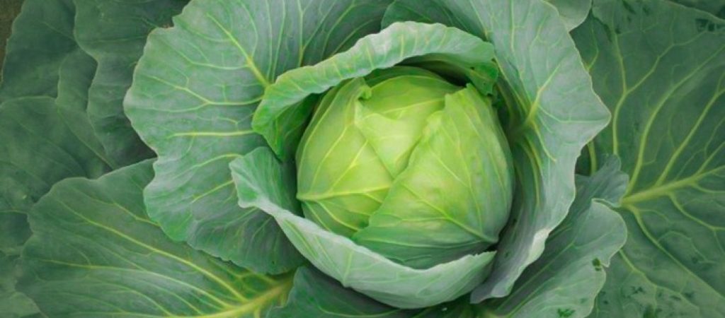 Λάχανο: Tα πολλαπλά οφέλη του για την υγεία μας – Έχει αντικαρκινική δράση