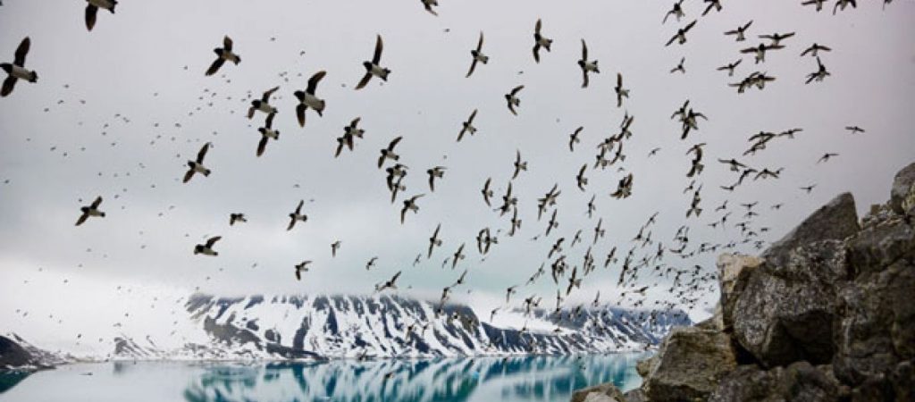 «Μαγικές» εικόνες από χορό πουλιών στον αέρα! – Σχηματισμοί από θαλασσοπούλια και ψαρόνια (βίντεο)