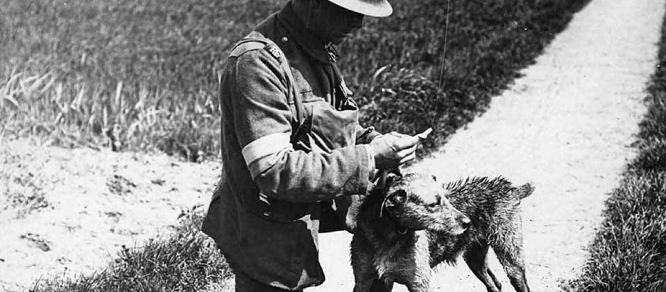 Αυτό το ήξερες; – Πότε και γιατί άρχισαν να χρησιμοποιούν τα σκυλιά στους πολέμους;