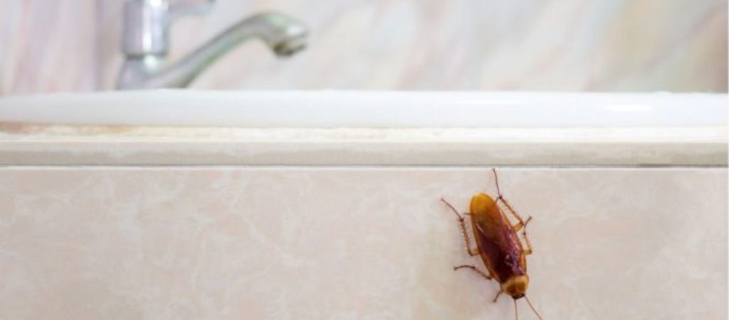 Οι κατσαρίδες μπορούν να επιβιώσουν μιας πυρηνικής καταστροφής; – Ιδού η απάντηση