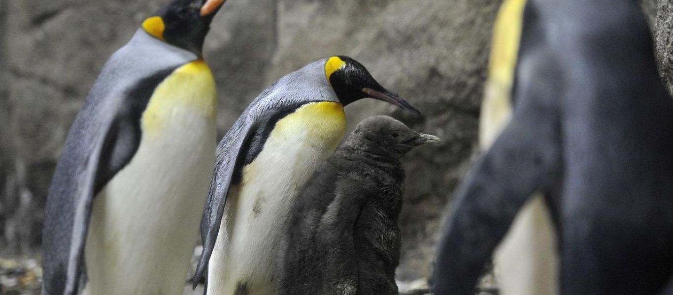 Πιγκουίνος βρέθηκε από την Ανταρκτική στη Νέα Ζηλανδία – Έχασε τον δρόμο του! (βίντεο)