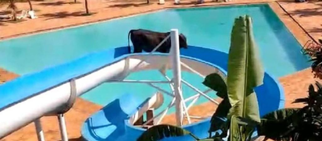 Βραζιλία: Bόδι  «κόλλησε» σε νεροτσουλήθρα την ώρα που προσπαθούσε να σωθεί από τον χασάπη (βίντεο)