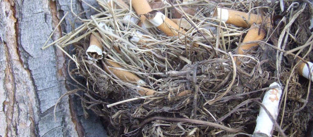 Εσύ το ήξερες; – Γιατί τα πουλιά βάζουν αποτσίγαρα στις φωλιές τους;