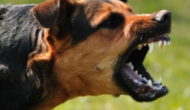 Αυτές είναι οι 9+1 πιο επικίνδυνες ράτσες σκύλων