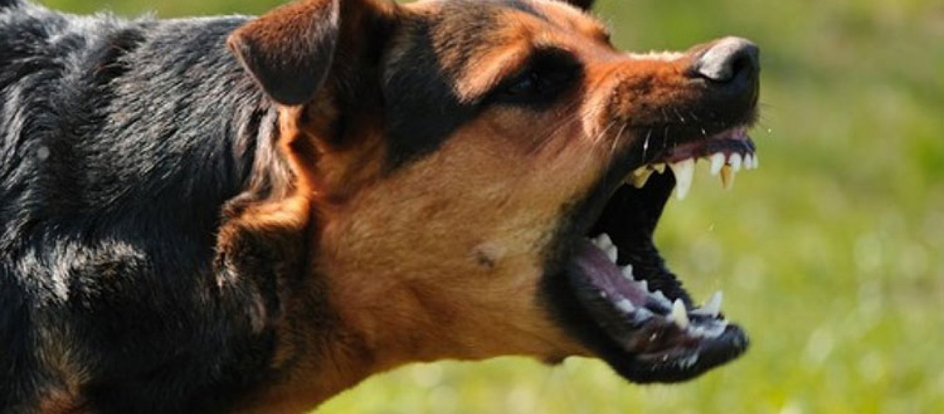Αυτές είναι οι 9+1 πιο επικίνδυνες ράτσες σκύλων