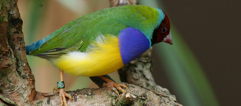 Gouldian: Το παράξενο πουλί… ουράνιο τόξο – Εντυπωσιακές εικόνες! (φωτο)