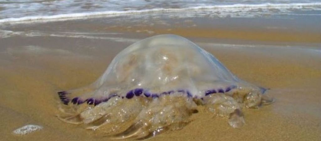 Εύβοια: «Πλημμύρισε» με τσούχτρες παραλία στην Κύμη (βίντεο)