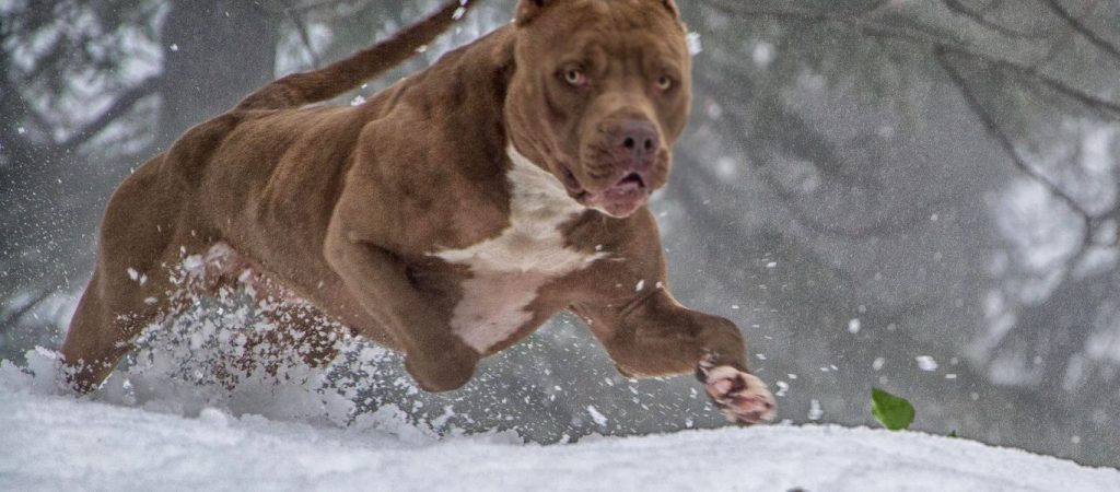 Νίκαια: Πιτ μπουλ επιτέθηκε σε αστυνομικό με εντολή του ιδιοκτήτη του (upd)