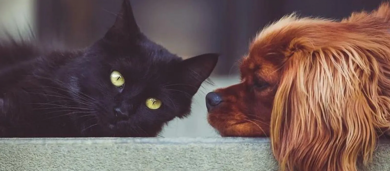 Γάτα παρηγορεί σκύλο που φοβάται στον κτηνίατρο (βίντεο)