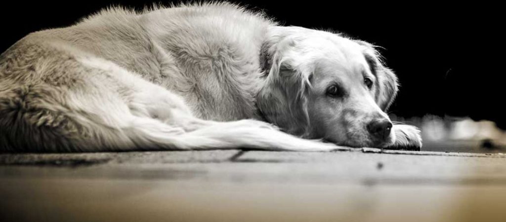 Πάτρα: Χειροπέδες σε γυναίκα που είχε στο σπίτι της… 53 σκύλους και μία γάτα