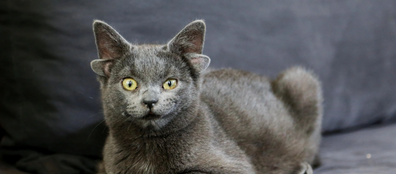 Η γάτα με τα… τέσσερα αυτιά προκαλεί φρενίτιδα στα social media της Τουρκίας