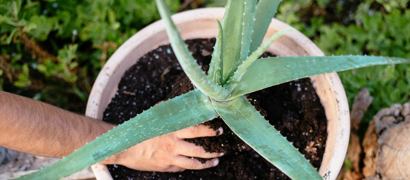 Aλόη: Αυτές είναι οι θεραπευτικές δράσεις της – Όλα τα οφέλη