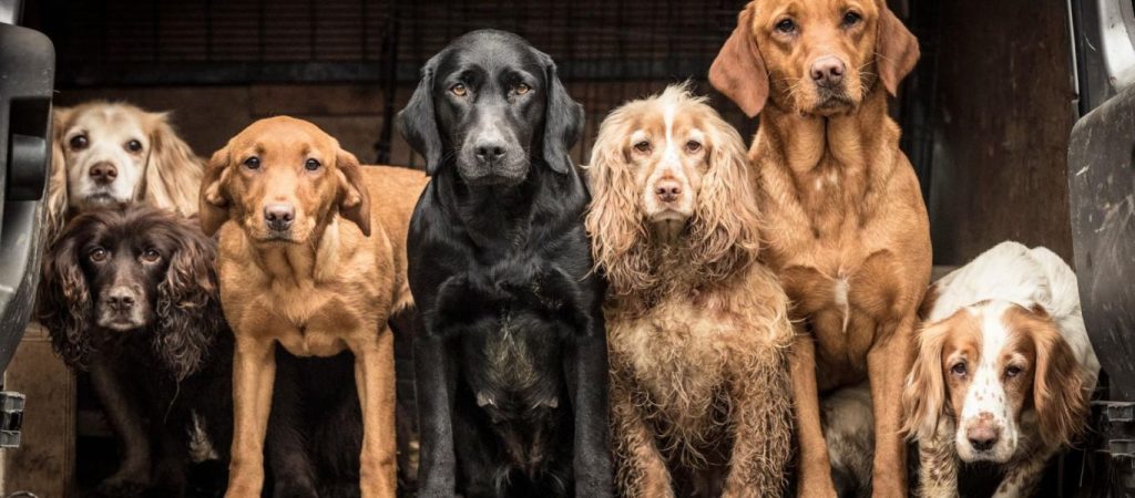 Σέρρες: Είχε δεμένα 8 σκυλιά σε δέντρα χωρίς νερό και φαγητό