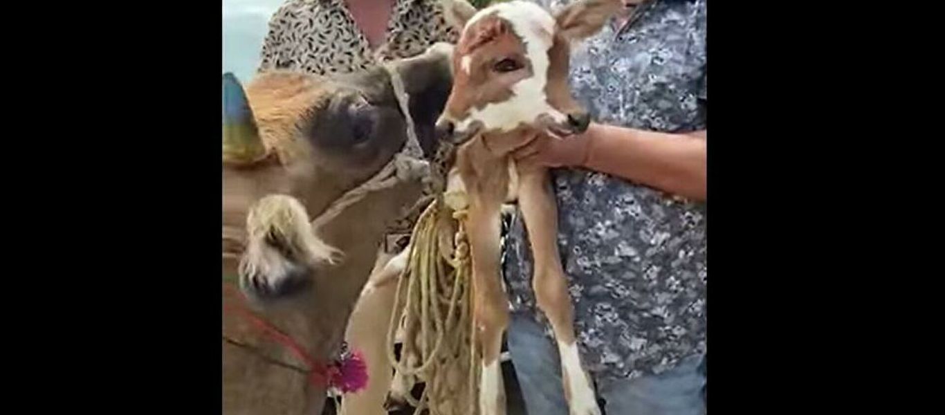 Μοσχαράκι γεννήθηκε με 4 μάτια και 2 στόματα! (βίντεο)