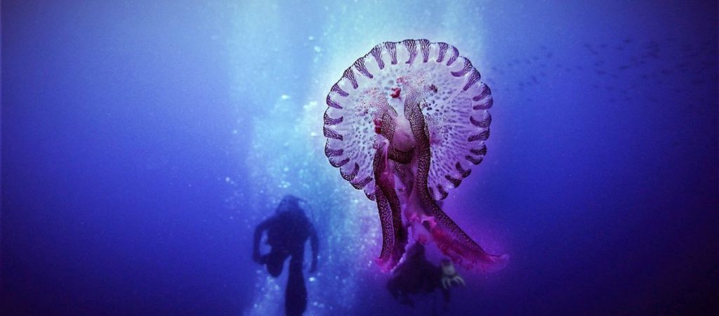Οι μωβ μέδουσες κάνουν «ντου» τα νησιά των Κυκλάδων – Το μήκος των πλοκαμιών τους μπορεί να φτάσει μέχρι 10 μέτρα