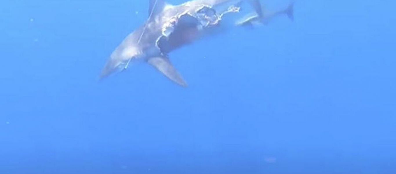 Βίντεο: Καρχαρίας κυνηγά ακόμα κι ας μην έχει κοιλιά – Τρομακτικές εικόνες