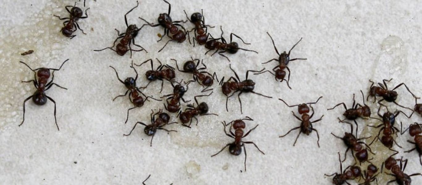 Οι 5+1 φυσικοί τρόποι για να πείτε «αντίο» στα μυρμήγκια
