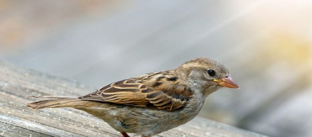 Σπουργίτι γίνεται viral γιατί νομίζει ότι μια γάτα είναι… η μαμά του (βίντεο)