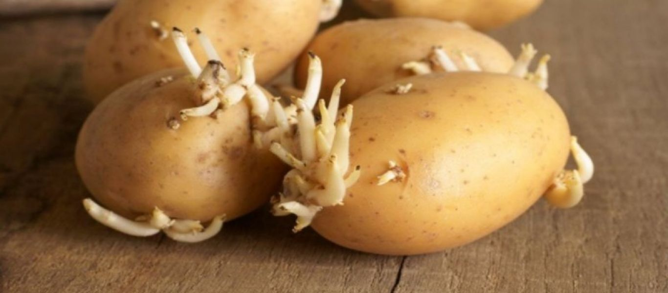 Τελικά μπορούμε να καταναλώσουμε πατάτες που έχουν βγάλει φύτρες;