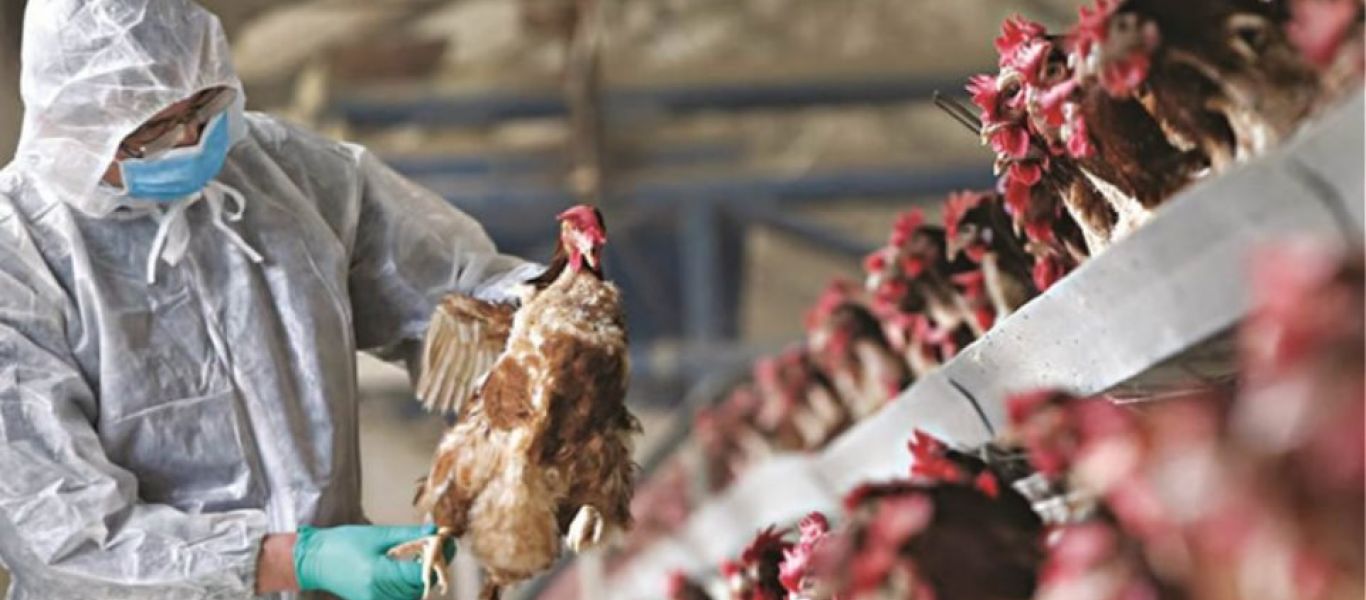 Φόβοι για επανεμφάνιση της γρίπης των πτηνών και στην Ελλάδα