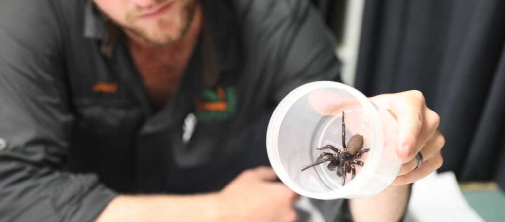 Αυστραλία: Αράχνη τρυπάει νύχια με τα δόντια της – Την έστειλαν σε ζωολογικό κήπο μέσα σε τάπερ (βίντεο)