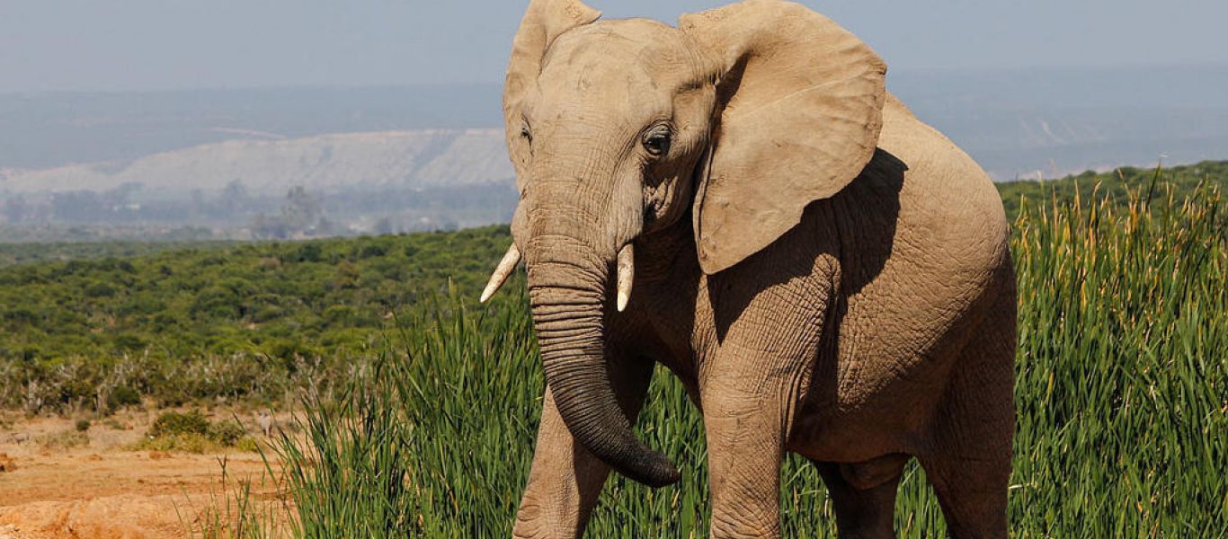 Η στιγμή που ελέφαντας με σεξουαλικές ορμές επιτίθεται σε τζιπ σε πάρκο σαφάρι στη Νότια Αφρική (βίντεο)
