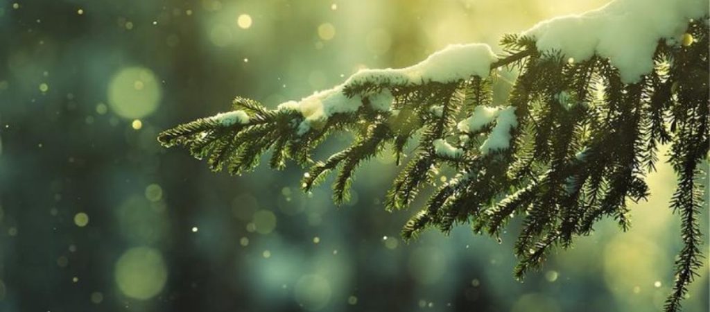 Καρδίτσα: Χιόνια έπεσαν στα ορεινά – Έξι μηχανήματα της Π.Ε. επιχειρούν για να μην υπάρχουν προβλήματα στις μετακινήσεις