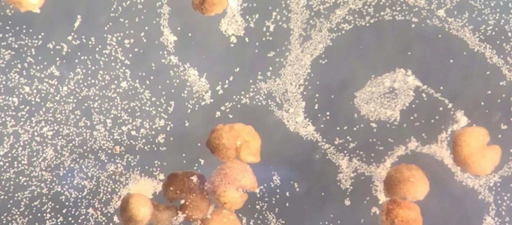 “Χenobots”: Τα πρώτα «ζωντανά» ρομπότ στον κόσμο  μπορούν τώρα να αυτοαναπαραχθούν!