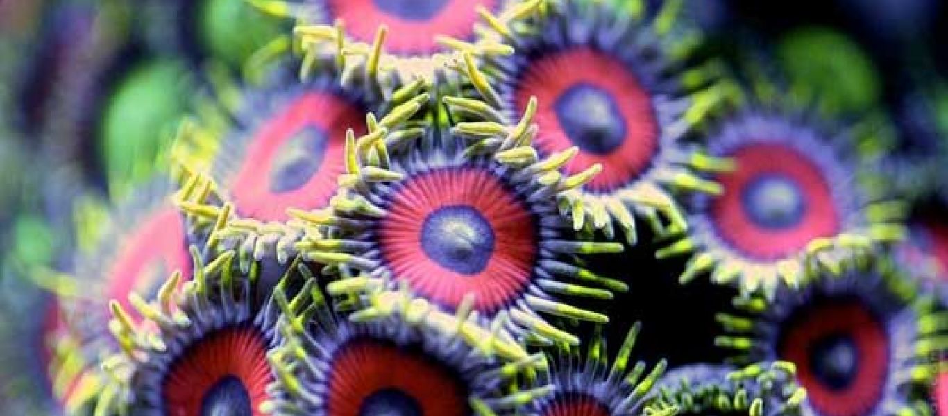 Εντυπωσιακές εικόνες: Η «άνθιση» των κοραλλιών σε ένα εξαιρετικό βίντεο! (βίντεο)