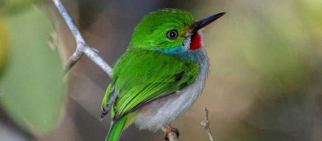 Κι όμως το μικρότερο πουλί στον κόσμο έχει μέγεθος… μέλισσας! (φωτο)