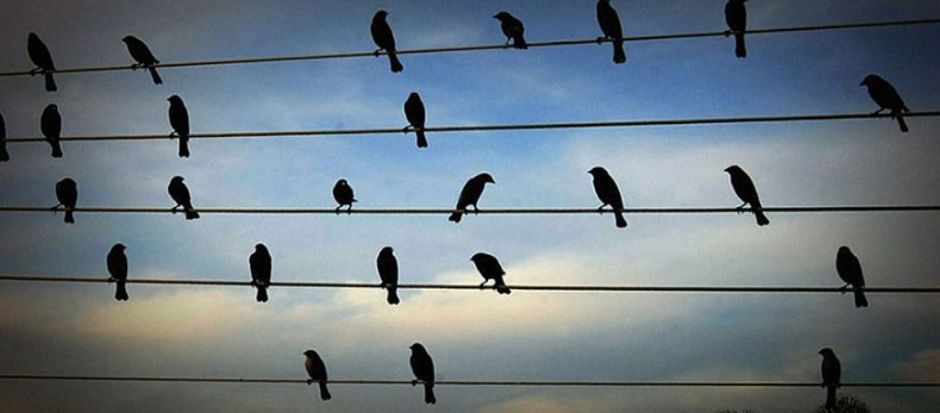 Πουλιά συνθέτουν μουσική και εντυπωσιάζουν (βίντεο)