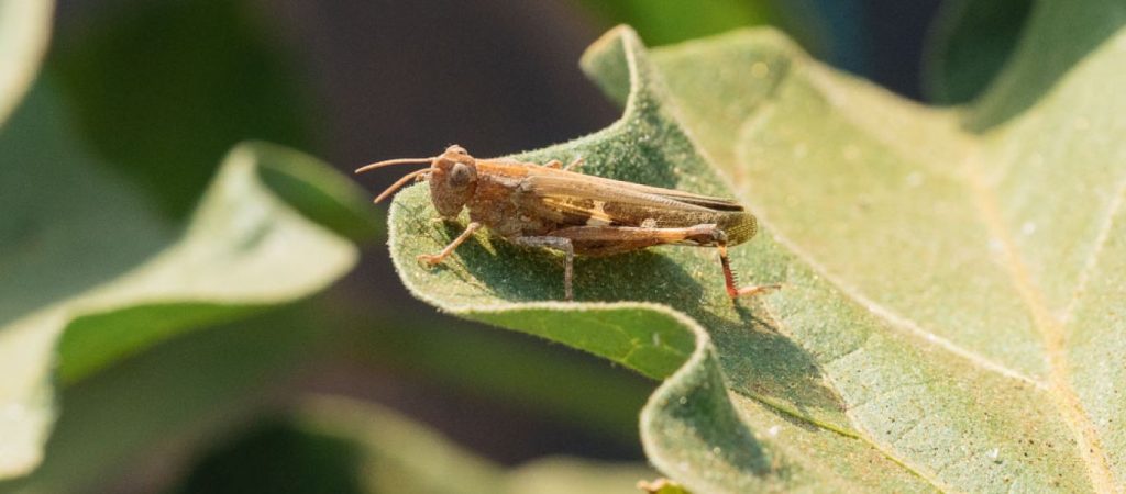 Η ΕΕ έδωσε το «πράσινο φως» στην πώληση ακρίδων για φαγητό