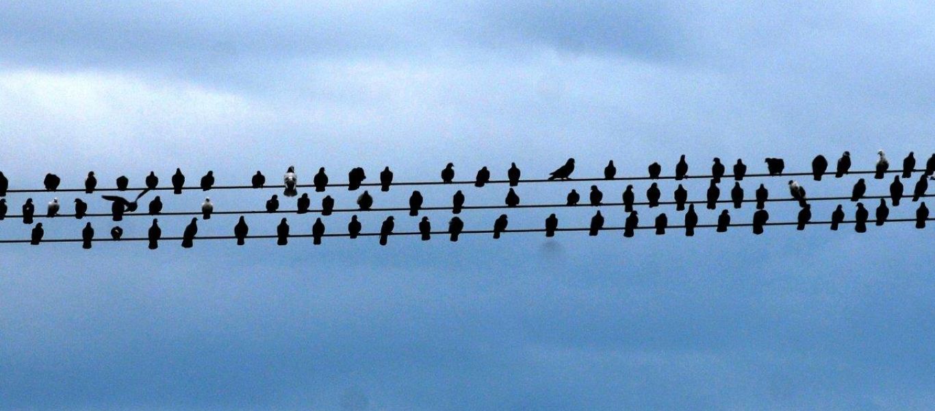 Δραματική μείωση καταγράφεται στον πληθυσμό των πτηνών – Εκατομμύρια πτηνά χάθηκαν από τον ουρανό της Ευρώπης