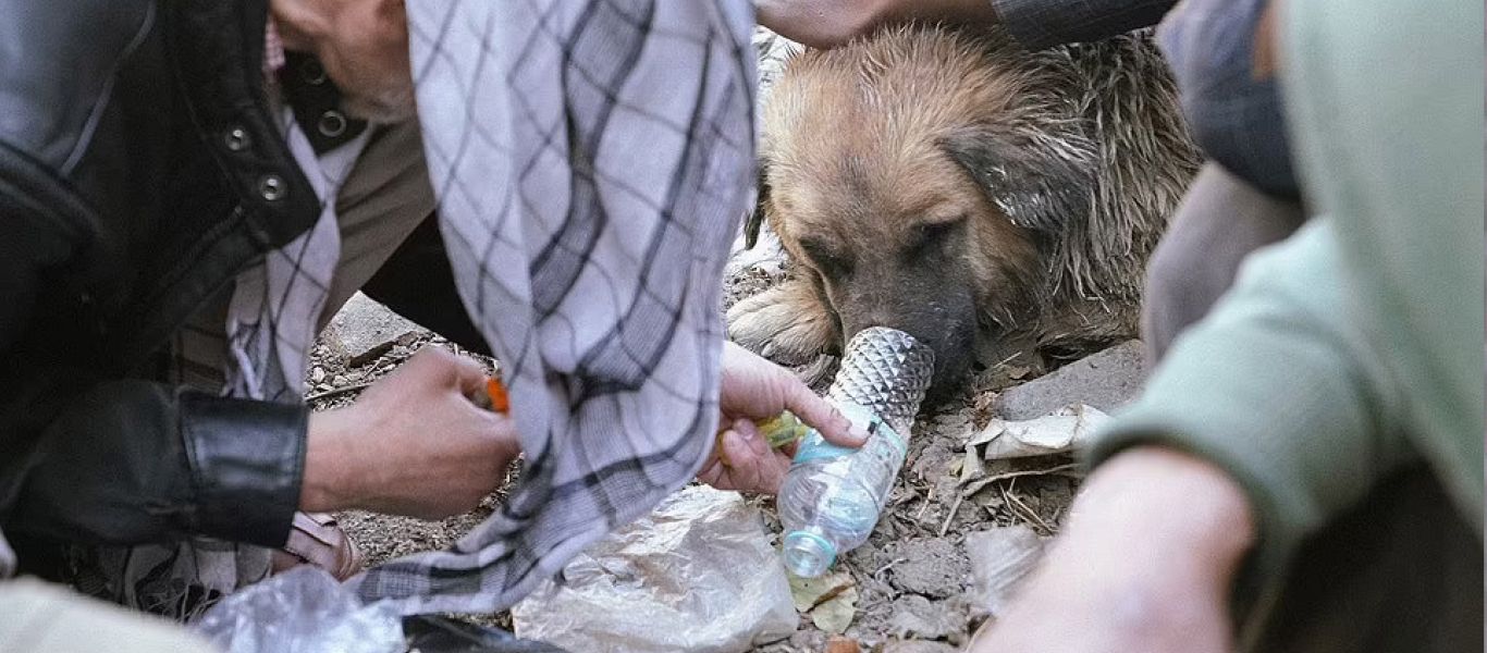 Εικόνες φρίκης στο Αφγανιστάν: Άστεγοι δίνουν ηρωίνη σε σκύλους – Τους χρησιμοποιούν για να μένουν ζεστοί