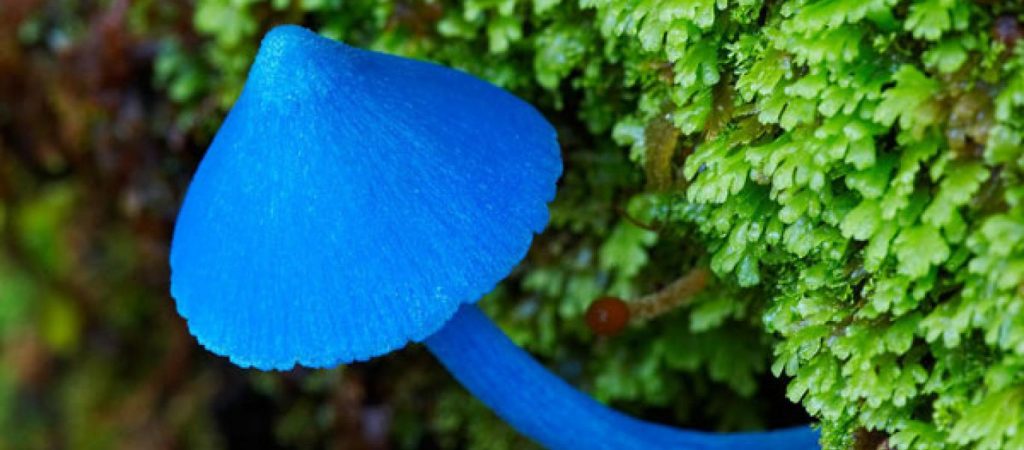 Εντυπωσιακές εικόνες από το  σπάνιο μπλε «μανιτάρι του ουρανού»! (φωτο)